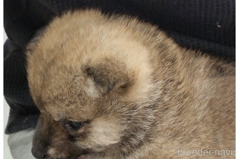 成約済の秋田県の柴犬-285592の3枚目